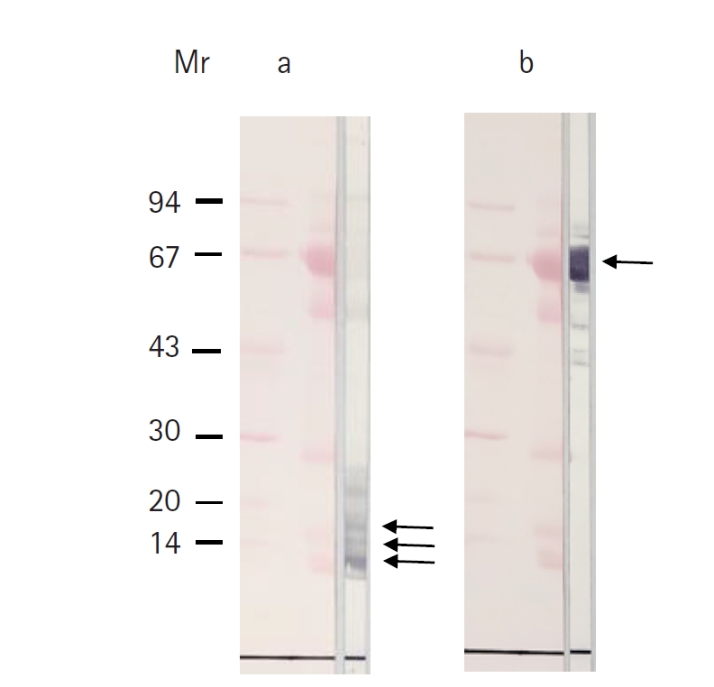 PHD-26004f4.jpg