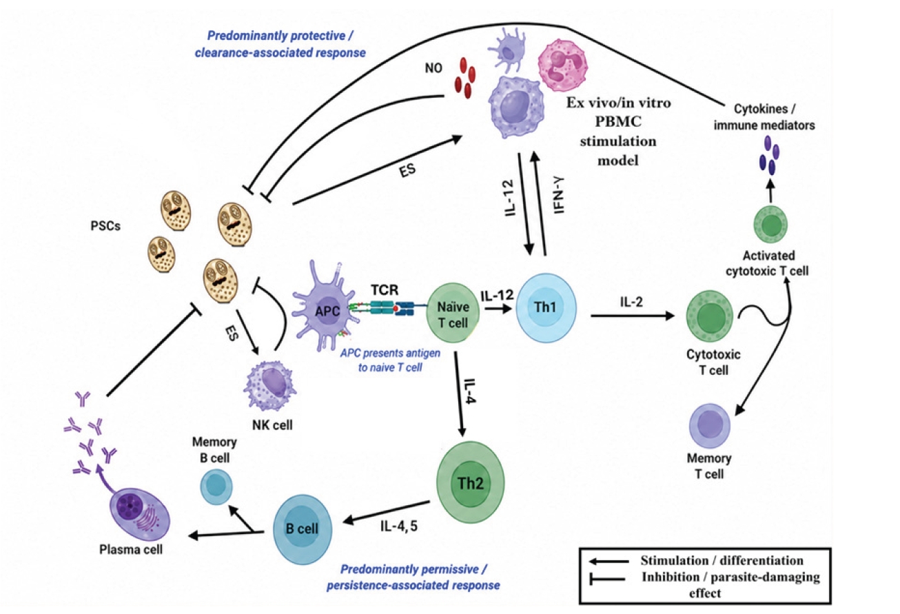 PHD-26012f2.jpg