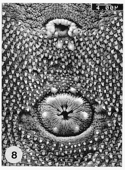 Fig. 8