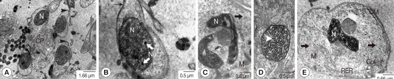 Fig. 5