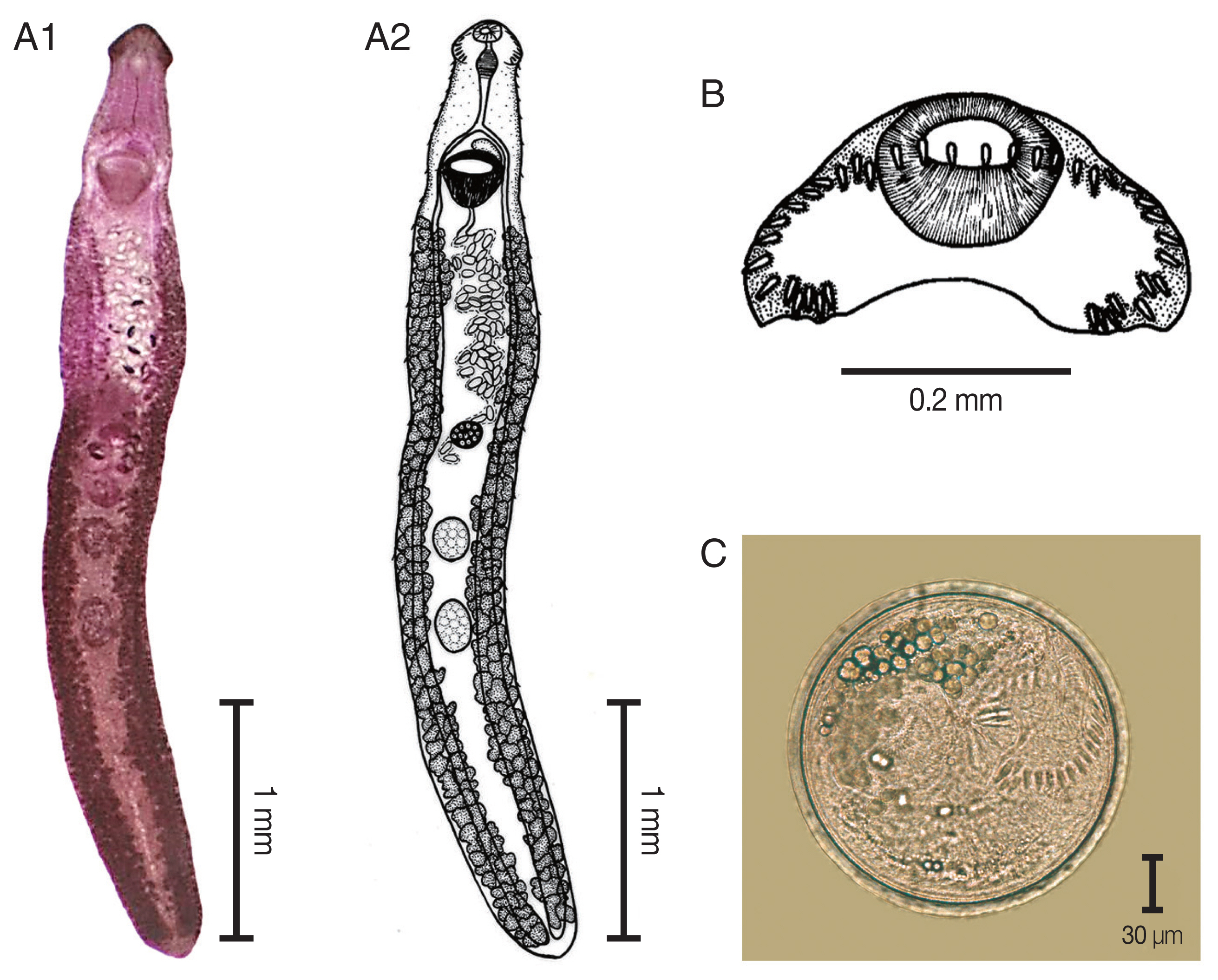 Fig. 2