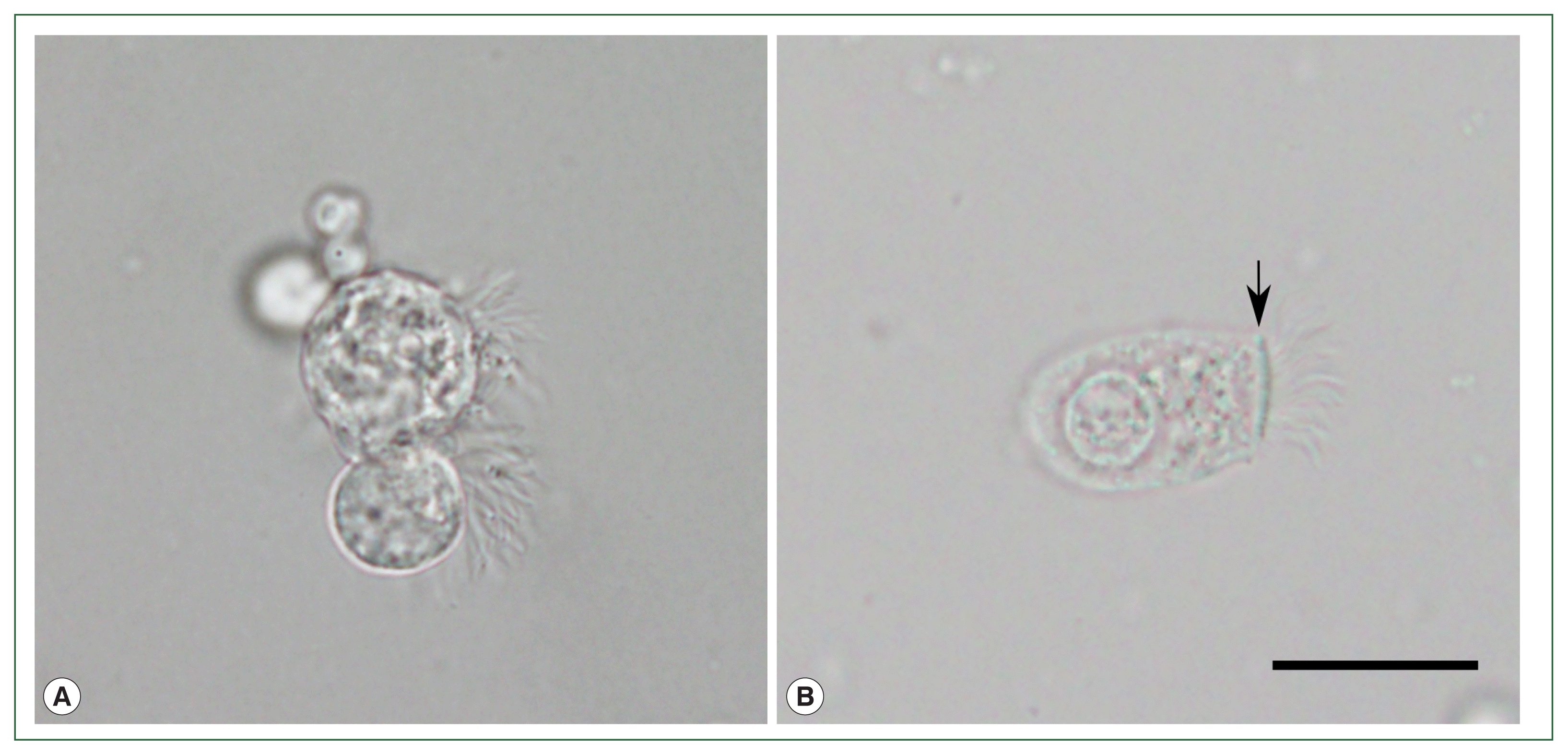 phd-22107f1.gif