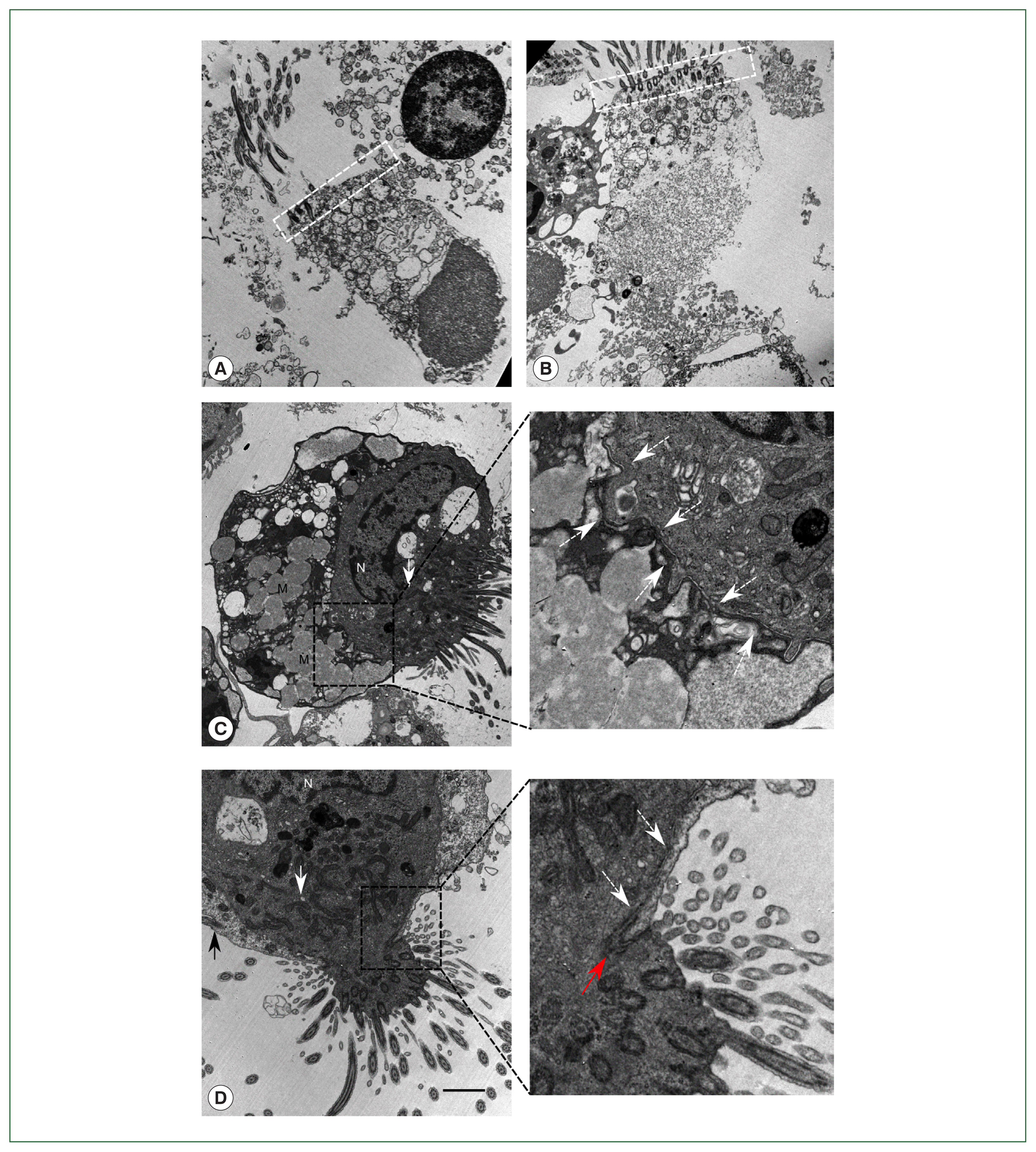 phd-22107f2.gif