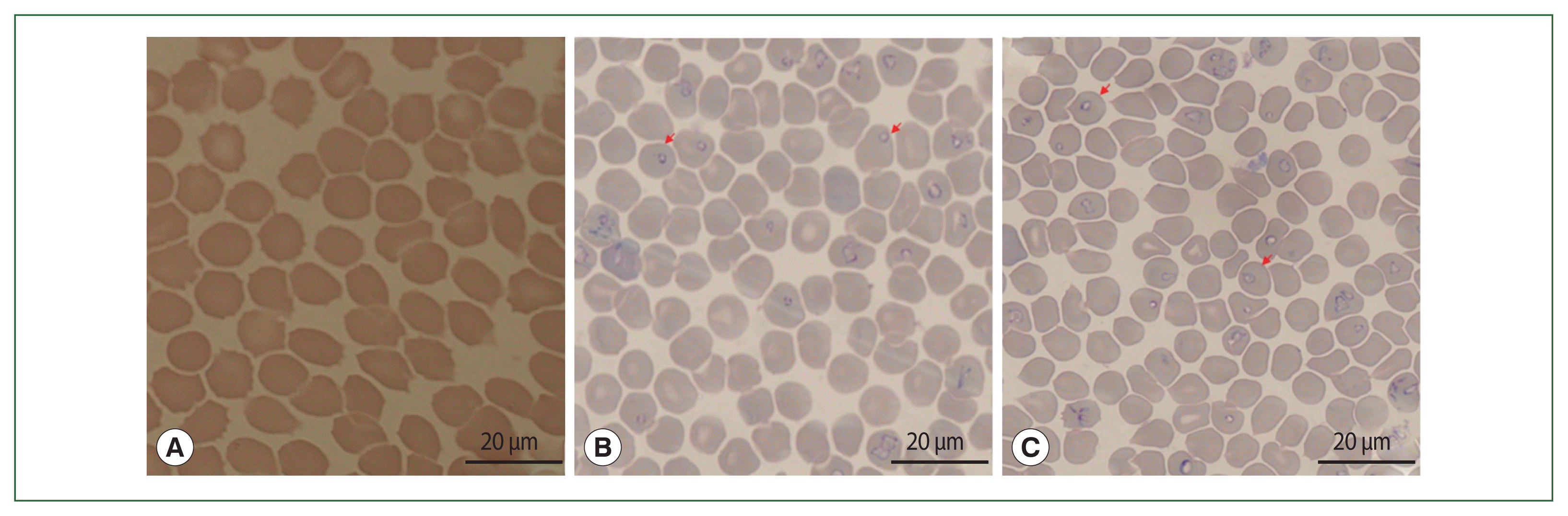 phd-22142f1.gif
