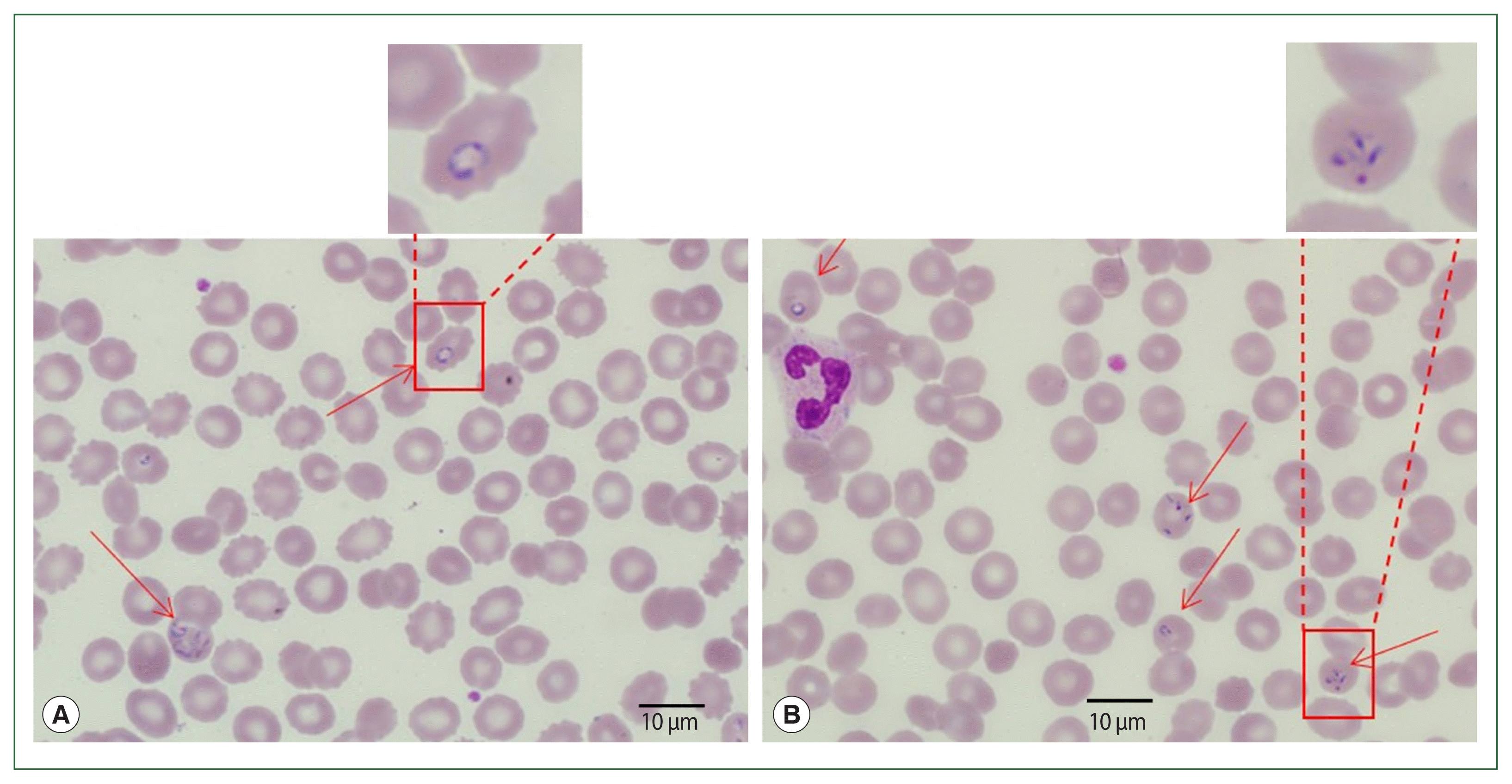 phd-22168f1.gif