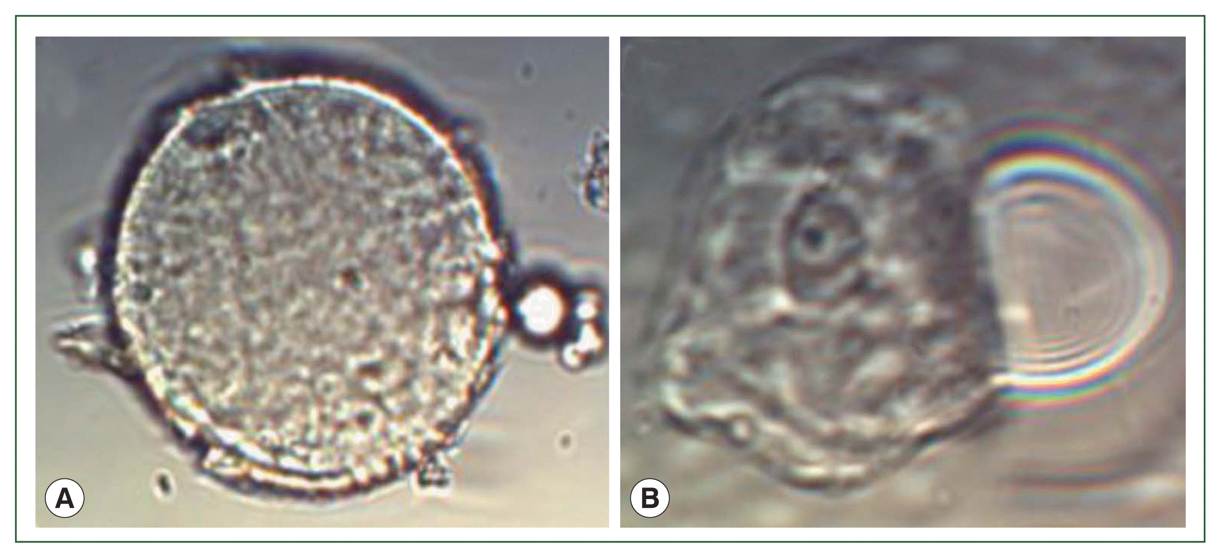 phd-23039f3.gif