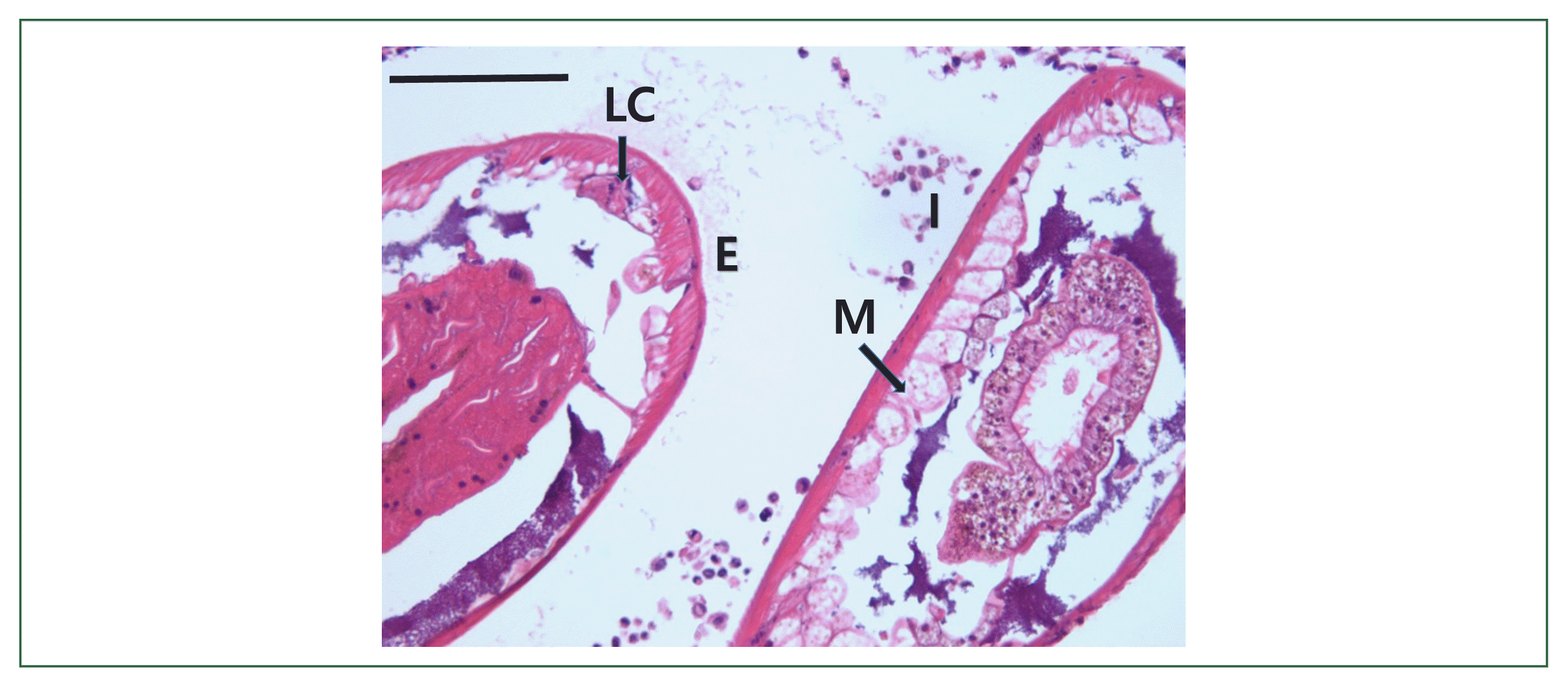 phd-23065f3.gif