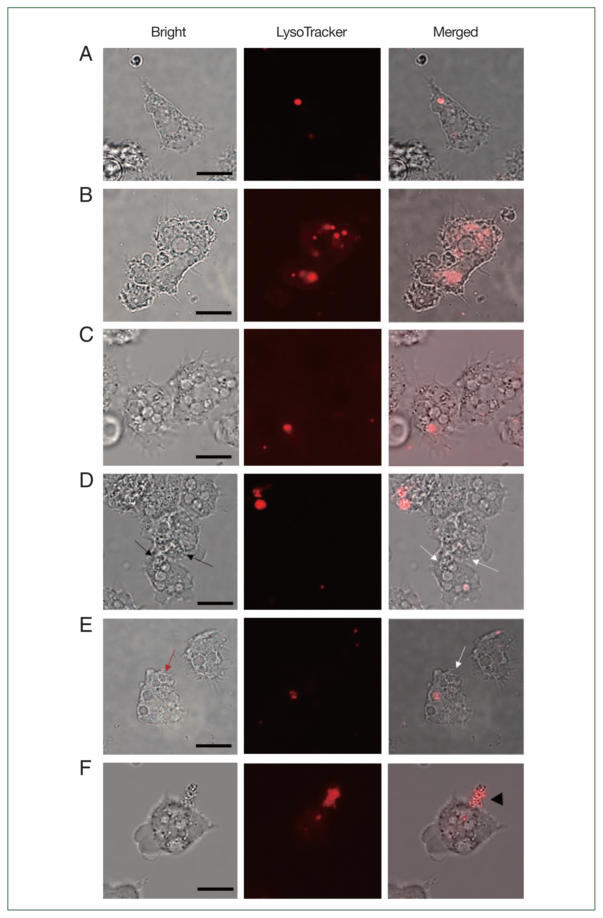 phd-23088f4.gif