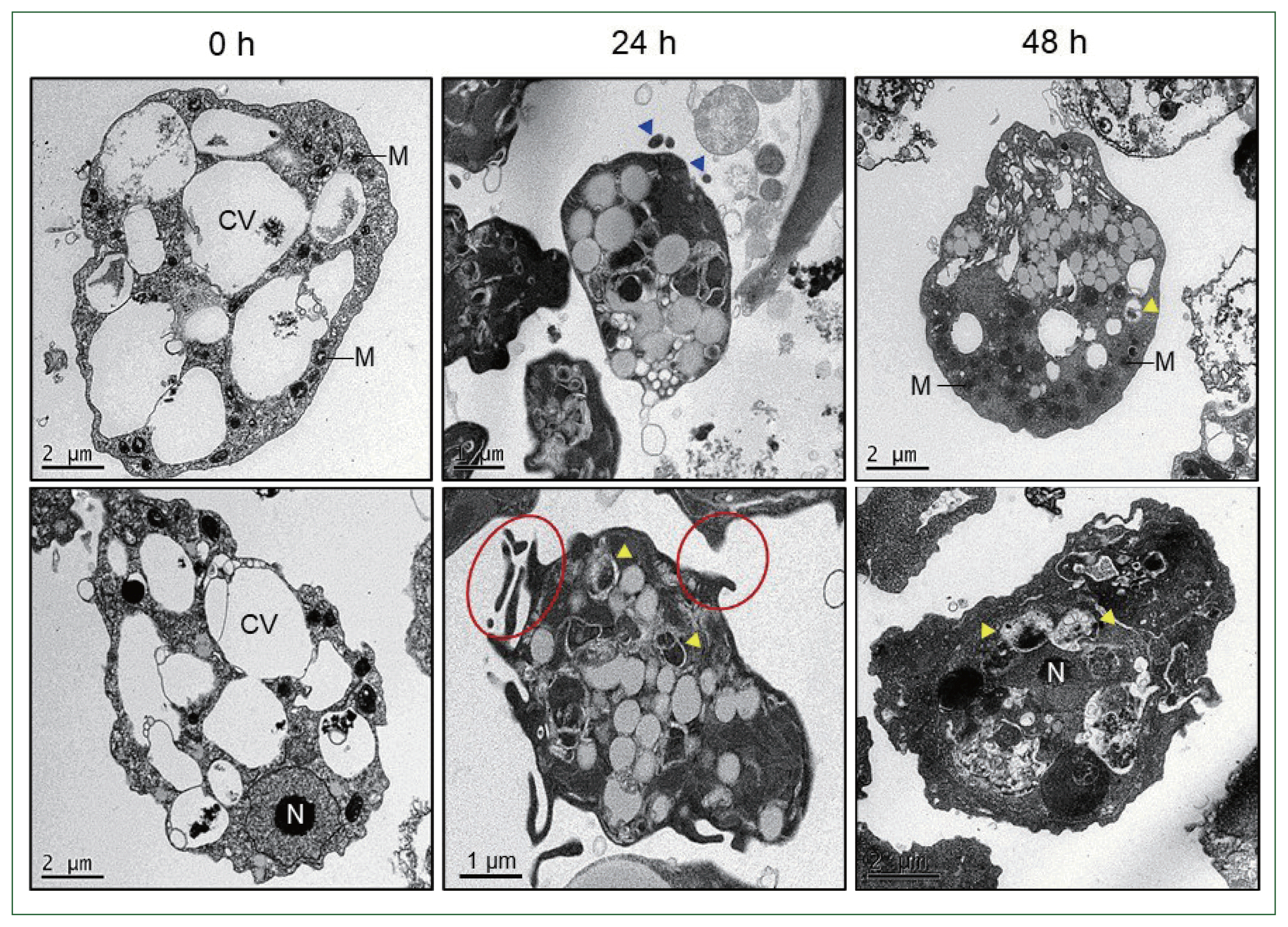 phd-23103f2.gif