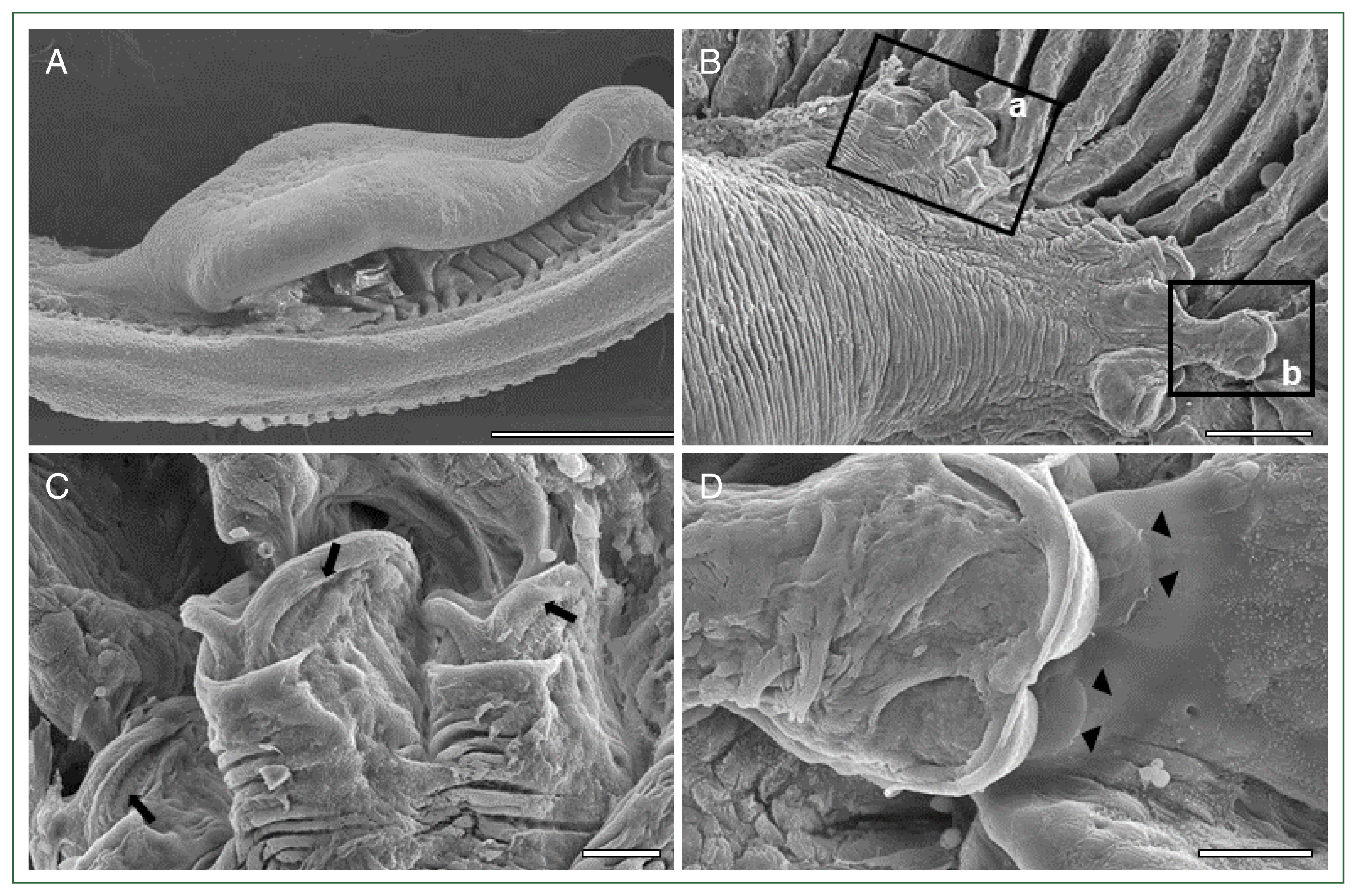 phd-24043f3.jpg