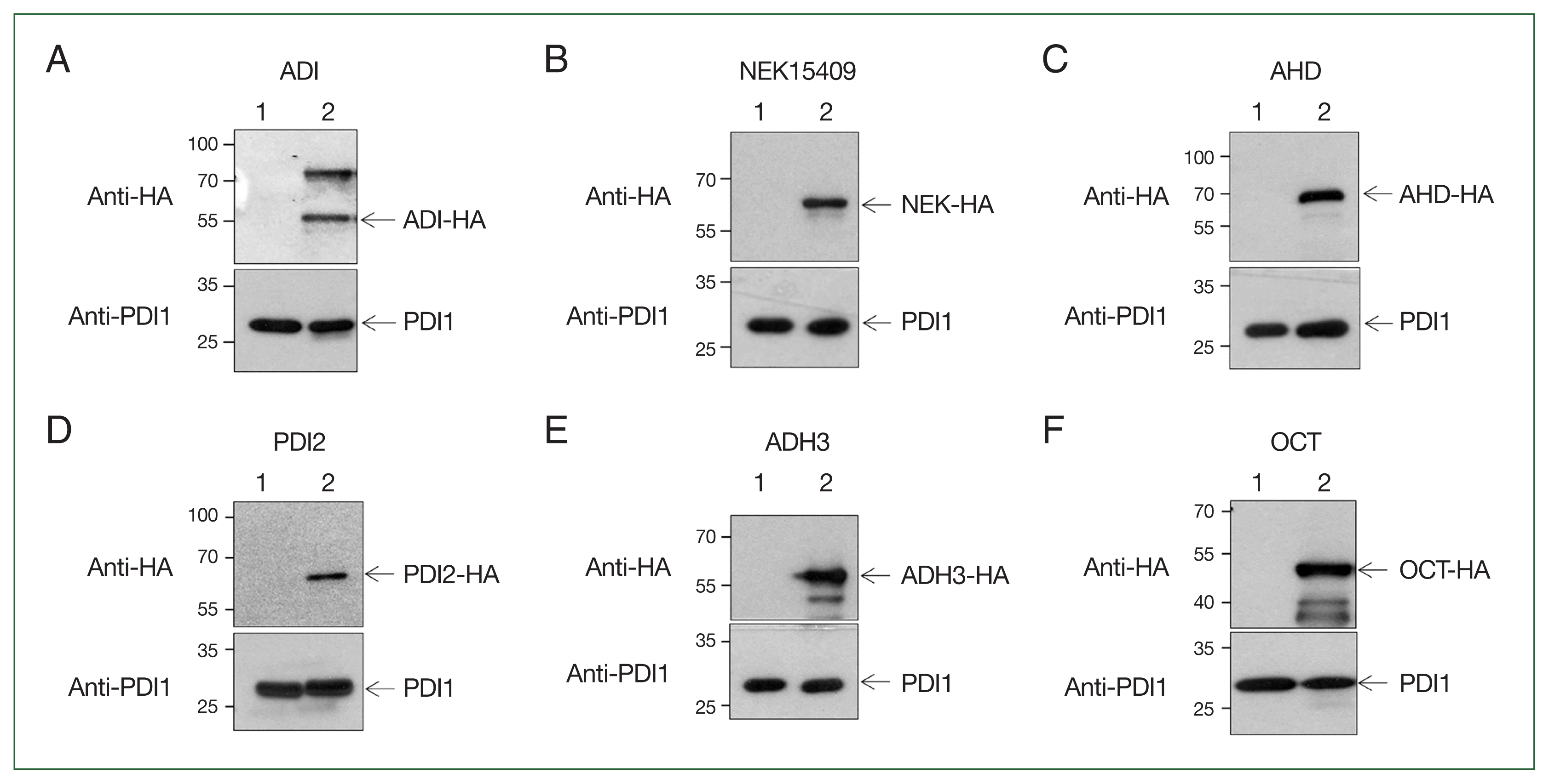 phd-25023f2.gif