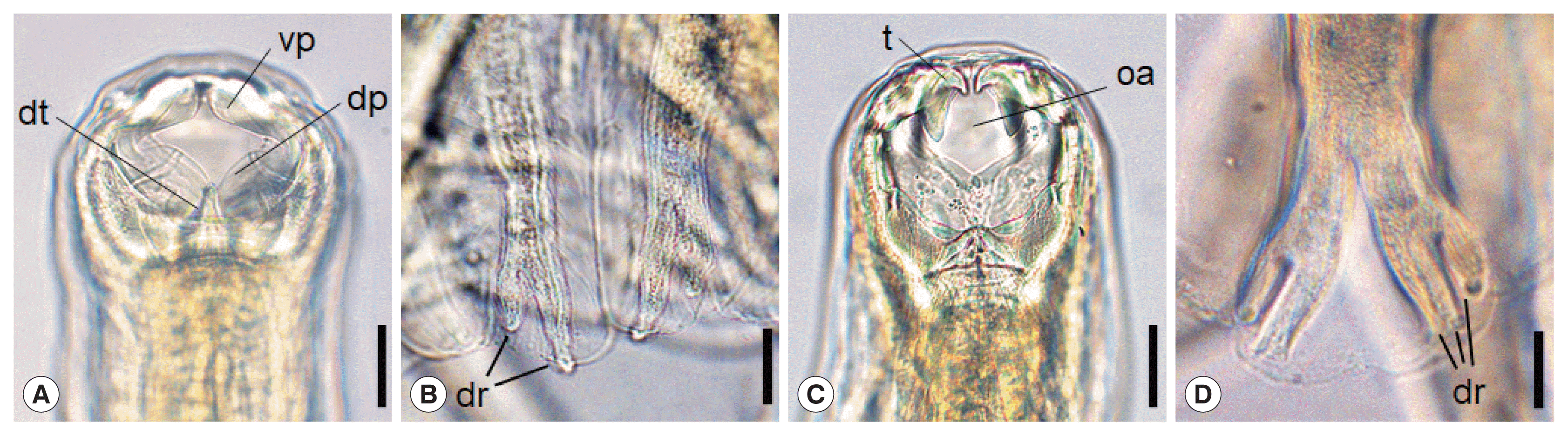 Necator Americanus Buccal Capsule Hook Worm